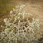 Eriogonum plumatella Habit