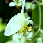 Begonia convolvulacea