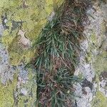 Asplenium septentrionale Leaf
