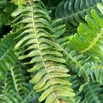 Blechnum spicant മറ്റ്