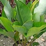 Calathea lutea Folio