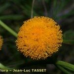 Leucanthemum virgatum 花