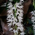 Dendrobium speciosum Цветок