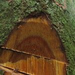 Warneckea cauliflora Bark