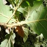 Quercus pubescens Feuille