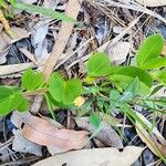 Chamaecrista rotundifolia পাতা