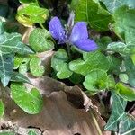 Viola riviniana Leaf