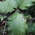 Sorbus mougeotii Hoja