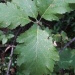 Sorbus mougeotii Levél