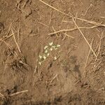 Euphorbia sp.Blodyn