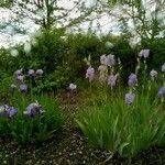 Iris pallida Кветка