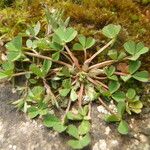 Trifolium suffocatum Costuma