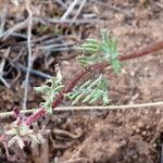 Senecio gallicus Blatt