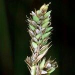 Carex buxbaumii Fruit