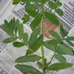 Euphorbia glareosa Fruit