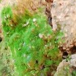Saxifraga magellanica Hostoa