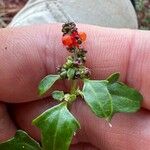 Chenopodium nutans Deilen