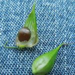 Carex intumescens Fruit