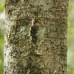 Licania densiflora Bark