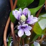 Eichhornia azurea Kvet