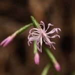 Ainsliaea dissecta Flor