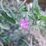 Epilobium hirsutumFlower