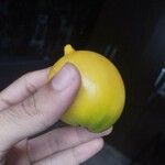 Pouteria caimito Fruit