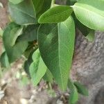 Lagunaria patersonia Leaf