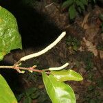Piper tuberculatum Fruto