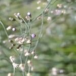 Cyanthillium cinereum Flower