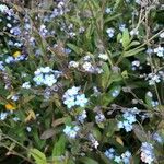 Myosotis sicula 葉