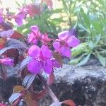 Centradenia inaequilateralis Flower