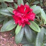 Rhododendron arboreumFlower