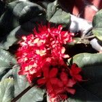 Clerodendrum splendens خشب