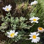 Leucanthemopsis alpina Flower