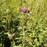 Centaurea phrygia Leaf