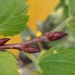 Ulmus laevis മറ്റ്