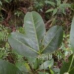 Melicope borbonica Leaf