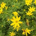 Coreopsis verticillataFlors