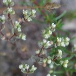 Radiola linoides Vivejo