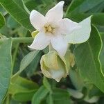Araujia sericifera Blomst