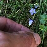 Wahlenbergia hederacea Flor