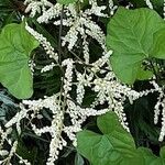 Astilbe japonica Цветок