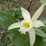 Sobralia macrophylla Fleur