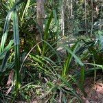 Pandanus odorifer Habit