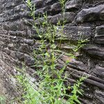 Epilobium ciliatum Yeri