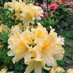 Rhododendron luteumBlomma