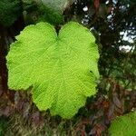 Rubus alceifolius Leaf