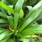 Hymenocallis littoralis Habit