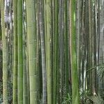 Phyllostachys edulis Casca